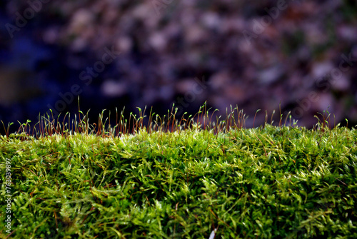 Green moss in the forest, green background © Agata