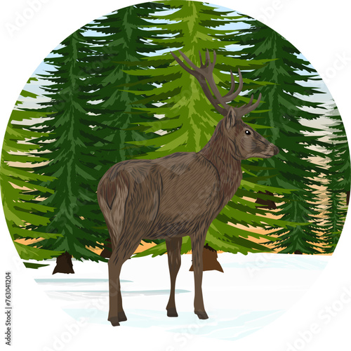 Round composition. A red deer stands in the snow in front of dense spruce trees. Realistic vector landscape