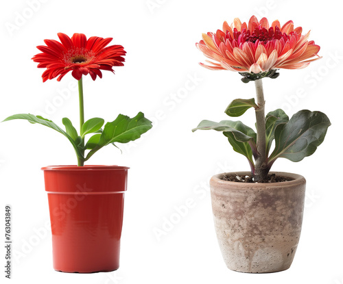 Wallpaper Mural flower in a pot,  png isolated Torontodigital.ca