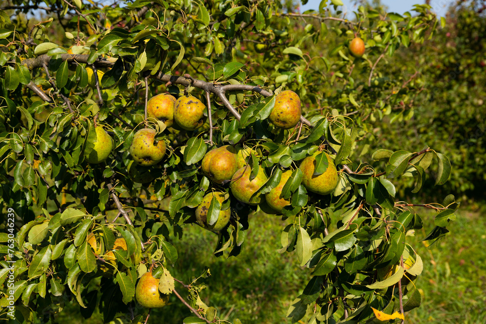 Green pears on the branches of trees in the garden. Selective focus. Green pears on the branches of trees in the garden. Selective focus.