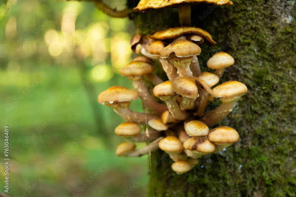 Edible, wild, autumn forest mushrooms, Armillaria mellea, growing on an old tree in the forest. Selective focus. Edible, wild, autumn forest mushrooms, Armillaria mellea, growing on an old tree in the forest. Selective focus.