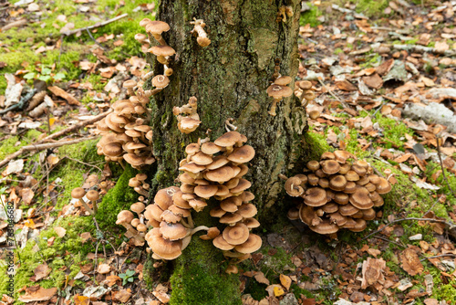 Edible, wild, autumn forest mushrooms, Armillaria mellea, growing on an old tree in the forest. Selective focus.