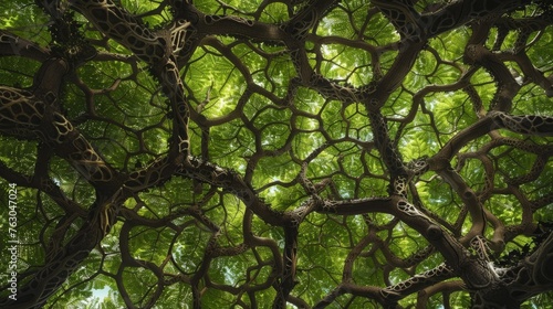 Canopy close-up