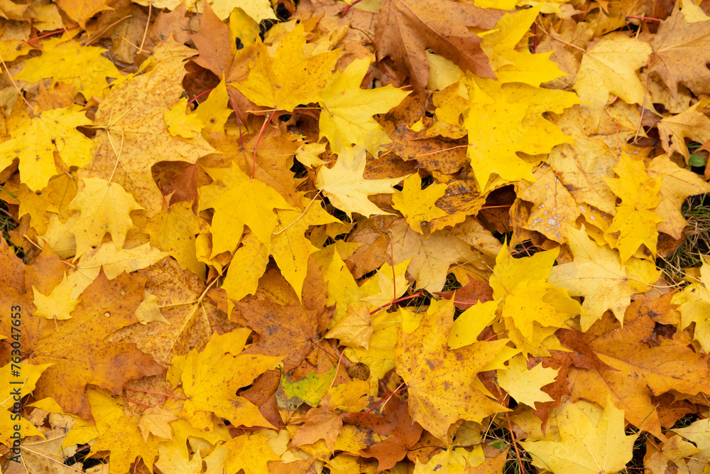 Autumn, beautiful, natural background of yellow maple leaves. Autumn, beautiful, natural background of yellow maple leaves.