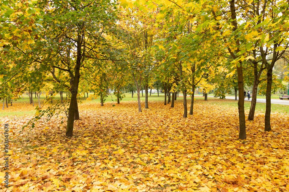 Beautiful park with maple trees in autumn. Beautiful park with maple trees in autumn.