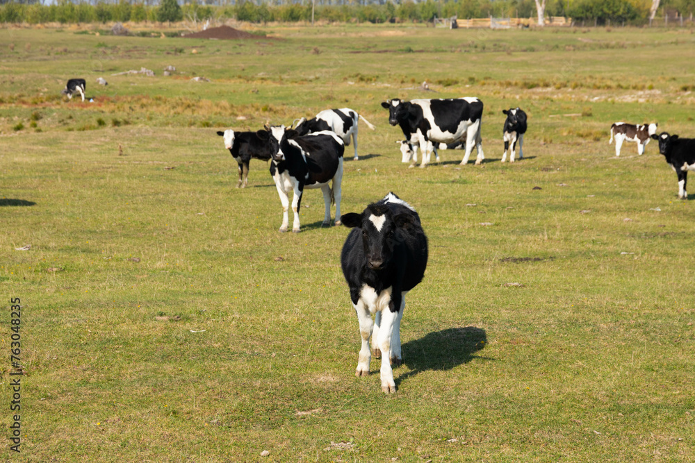 White and black cows in a pasture, meadow. White and black cows in a pasture, meadow.