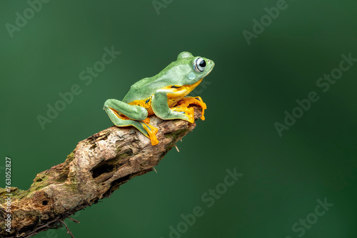 Green Flying frog (Rachophorus reinwardtii) isolated on green background. Beautiful tree frog, Javan tree frog.