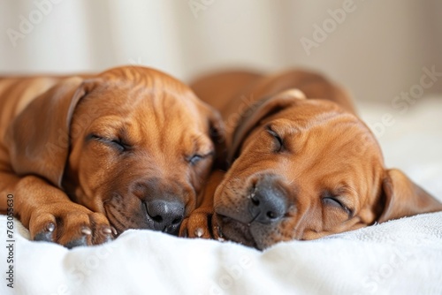 Two brown dogs relaxing on a white blanket, perfect for pet products promotion © Fotograf