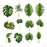 Clipart illustration, collection of green monstera palm and tropical plant leaf on white background. Suitable for crafting and digital design projects.[A-0010]