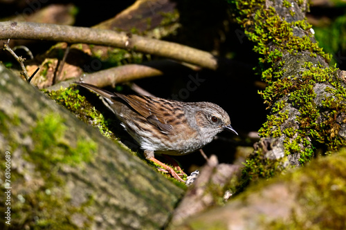 Heckenbraunelle // Dunnock (Prunella modularis)