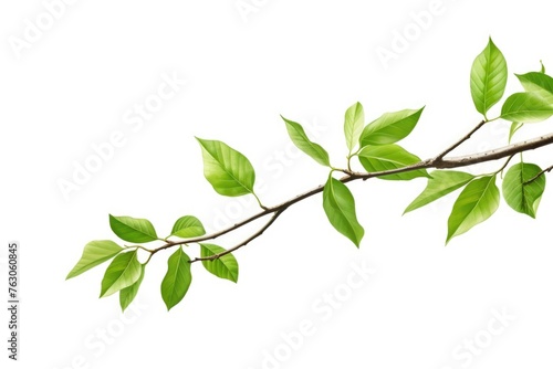 Close-up of a branch with fresh green leaves, suitable for nature concepts