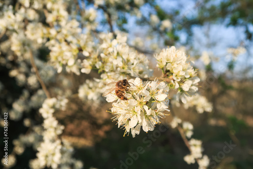 Prunus spinosa Cornovaglia flower petals color white © Samuele Gallini