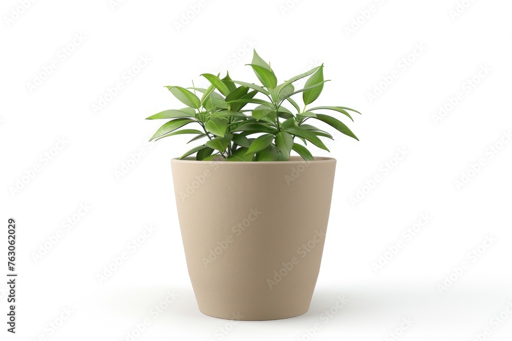 A plant in a pot on a white surface, suitable for various indoor concepts