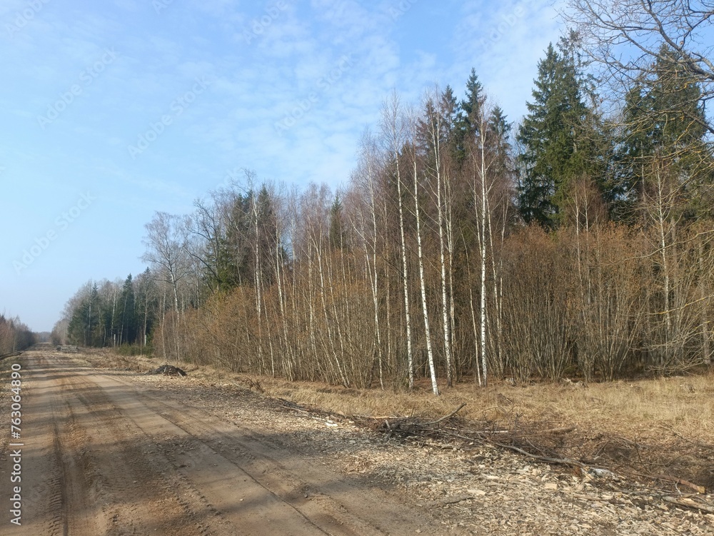 Road in forest in Siauliai county during cloudy early spring day. Oak and birch tree woodland. cloudy day with white clouds in blue sky. Bushes are growing in woods. Sandy road. Nature. Miskas. Road in forest in Siauliai county during cloudy early spring day. Oak and birch tree woodland. cloudy day with white clouds in blue sky. Bushes are growing in woods. Sandy road. Nature. Miskas.