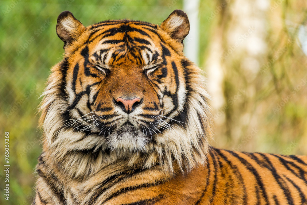 Obraz premium Portrait of a Sumatran tiger resting and closing its eyes.