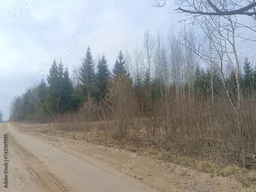 Forest in Siauliai county during cloudy early spring day. Oak and birch tree woodland. Cloudy day with white clouds in sky. Bushes are growing in woods. Nature. Miskas.