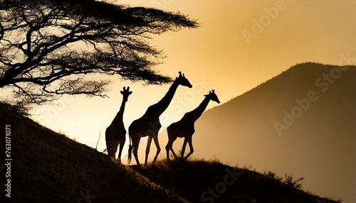 Silhoutte of giraffes walking throught the hill  evening time  dark 