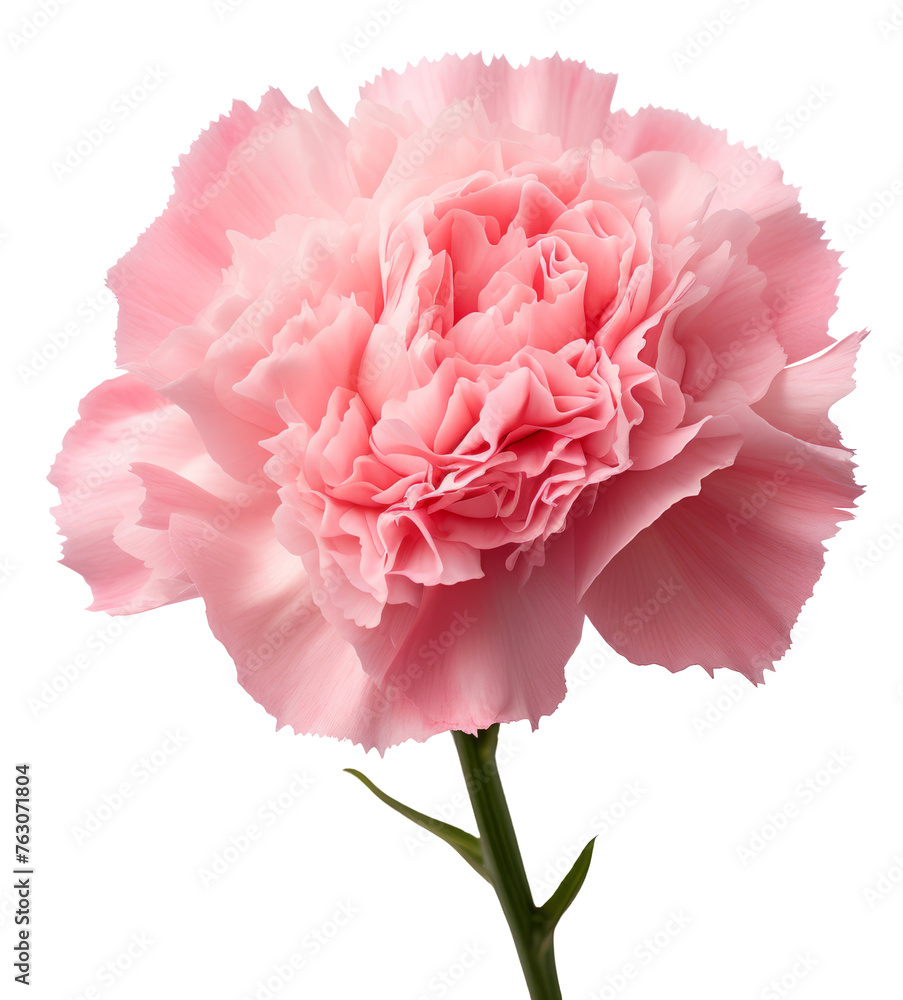 carnation flower isolated on transparent background carnation flower isolated on transparent background