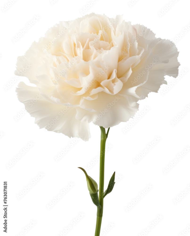 carnation flower isolated on transparent background carnation flower isolated on transparent background