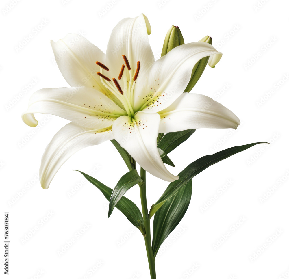 lily flower isolated on transparent background lily flower isolated on transparent background