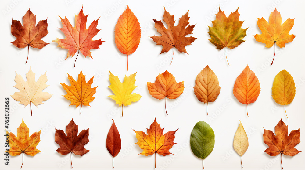 Collection of autumn leaves, on white background.