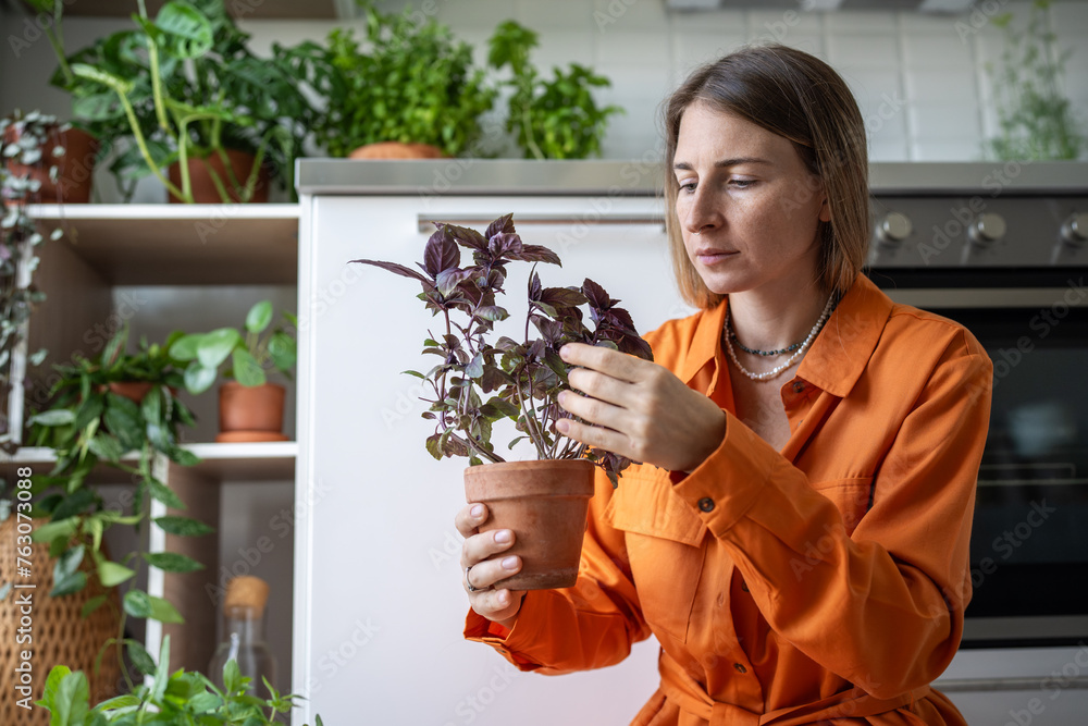 Woman caring basil plant removing dry leaves growing edible herbs at home kitchen. Swedish gardener female amateur taking care of houseplants. House planting, gardening, hobby, botany lover concept Woman caring basil plant removing dry leaves growing edible herbs at home kitchen. Swedish gardener female amateur taking care of houseplants. House planting, gardening, hobby, botany lover concept