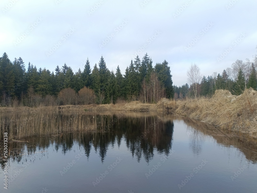 Small pond in forest in Siauliai county during cloudy early spring day. Oak and birch tree woodland. cloudy day with white clouds in blue sky. Bushes are growing in woods. Nature. Miskas.	