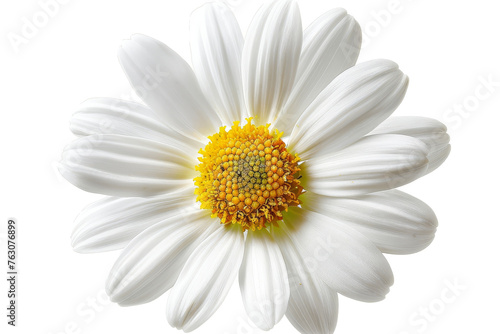 A beautiful white Daisy (Marguerite) isolated on a white background. © Zaleman