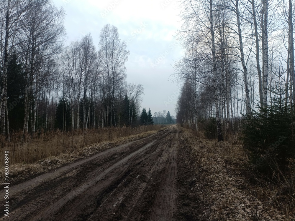 Road in forest in Siauliai county during cloudy early spring day. Oak and birch tree woodland. cloudy day with white clouds in blue sky. Bushes are growing in woods. Sandy road. Nature. Miskas. Road in forest in Siauliai county during cloudy early spring day. Oak and birch tree woodland. cloudy day with white clouds in blue sky. Bushes are growing in woods. Sandy road. Nature. Miskas.
