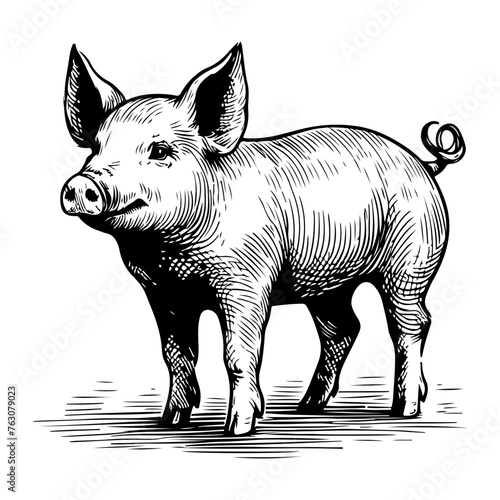 hand draw black sketch Big fat pig vector illustration isolated on white background