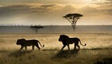 Silhoutte of a lions walking throught the grassy plain savanna, evening time, dark, sunset