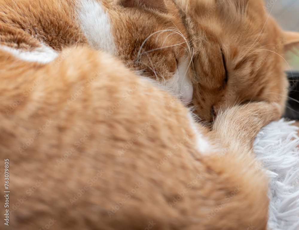 Fototapeta premium 窓辺で眠る猫
