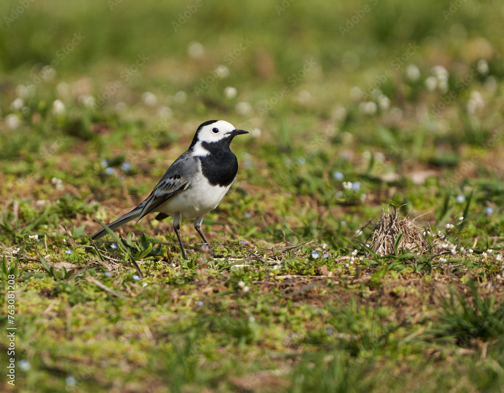 Grey wagtail standing in the grass Grey wagtail standing in the grass