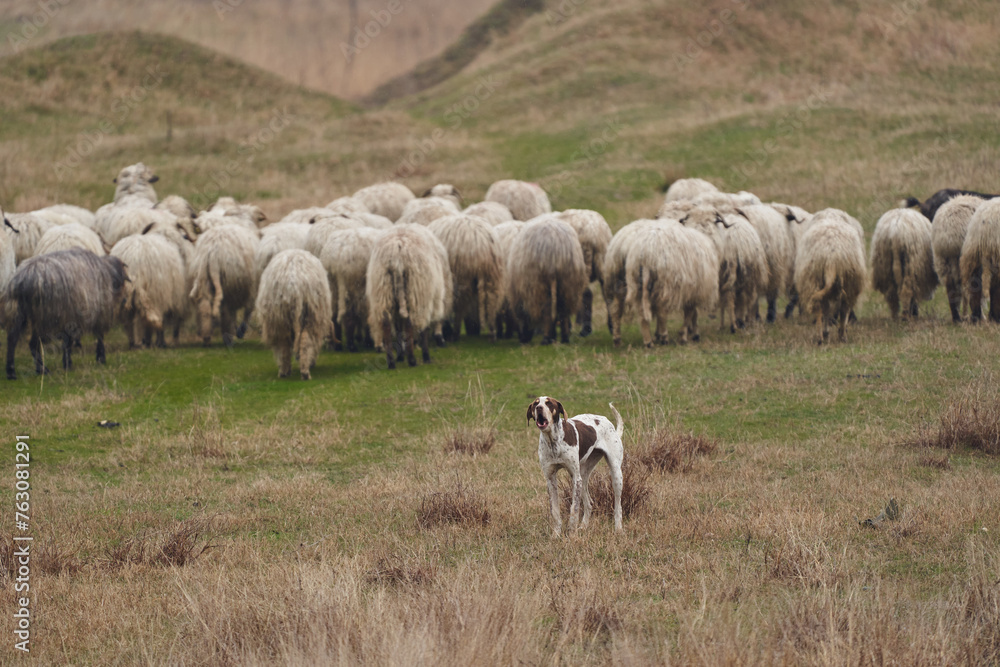 Fototapeta premium Shepherd dog protecting the herd