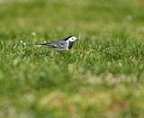 Grey wagtail standing in the grass