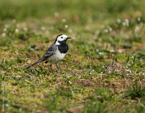 Grey wagtail standing in the grass