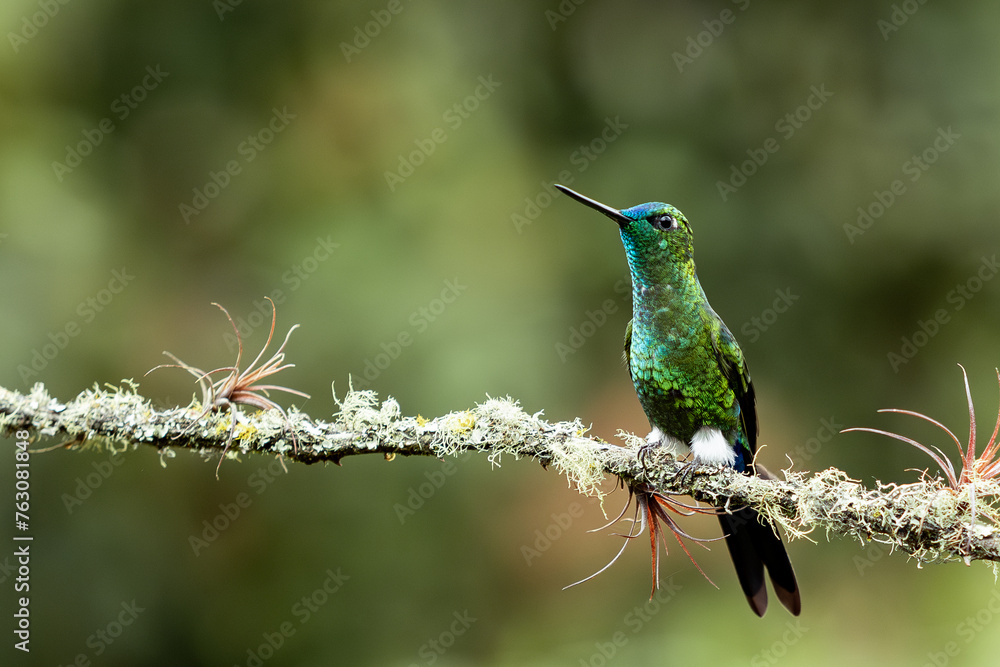 Naklejka premium colibrí 1