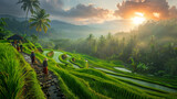 The Farmer planting on the organic paddy rice farmland. Farmers grow rice in the rainy season. They were soaked with water and mud to be prepared for planting. Rice is ripe on terraced fields. Sunrise