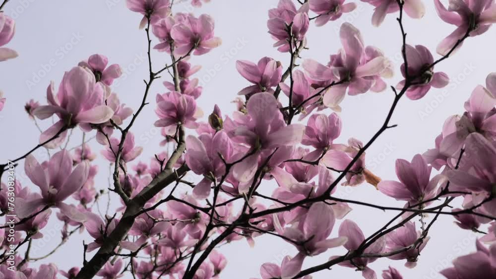 Delicate pink magnolia blossoms reach towards the sky in a gentle celebration of spring. Delicate pink magnolia blossoms reach towards the sky in a gentle celebration of spring.