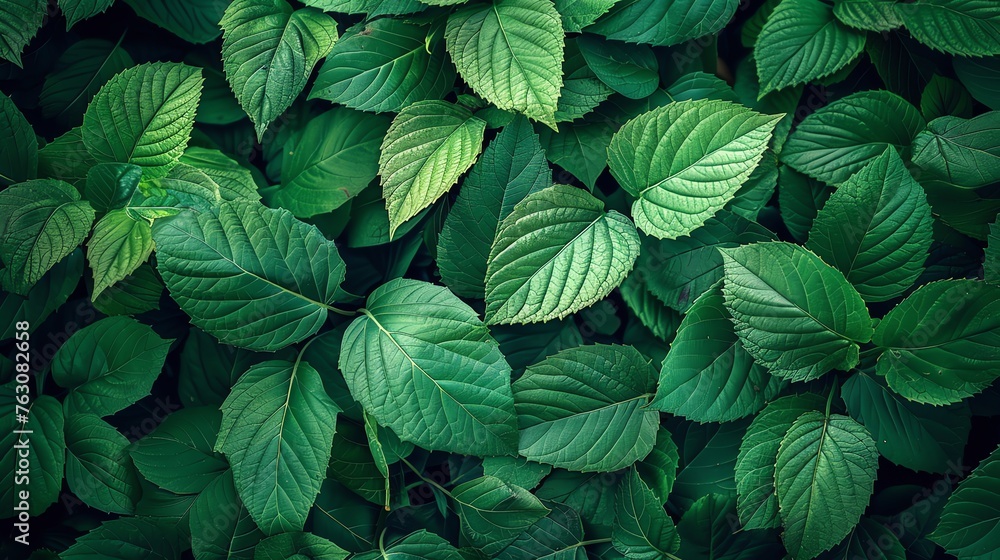 Tropical green plant background Tropical green plant background