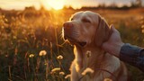 Human hand caressing Labrador family eyelevel lovely connection gentle sunset