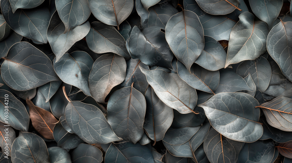 A close up of leaves with a brownish hue, Bodhi leaf - obrazy, fototapety, plakaty 