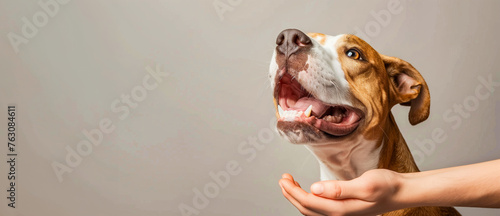 A dog being fed by human hands, the happy dog's face looking up at the person's hand with its mouth open for food, against a solid grey background photo