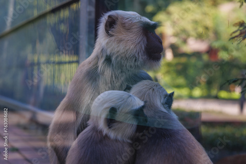 Enclosure of Northern plains gray langurs in zoo photo