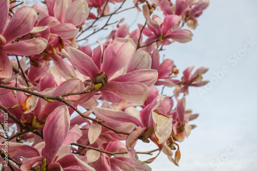 pink magnolia blossoms from beneath across the blue sky. Spring natural background. Romantic elegant gentle background