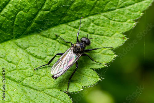 Bibio marci is a fly from the family Bibionidae called March flies and lovebugs. Larvae of this insects live in soil and damaged plant roots photo