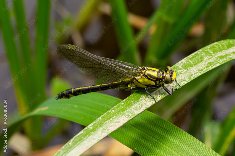 Larval dragonfly grey shell. Nymphal exuvia of Gomphus vulgatissimus. White filaments hanging out of exuvia are linings of tracheae. Exuviae, dried outer casing on blade of grass Larval dragonfly grey shell. Nymphal exuvia of Gomphus vulgatissimus. White filaments hanging out of exuvia are linings of tracheae. Exuviae, dried outer casing on blade of grass