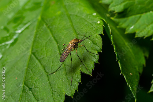 macro normal female mosquito isolated on green leaf