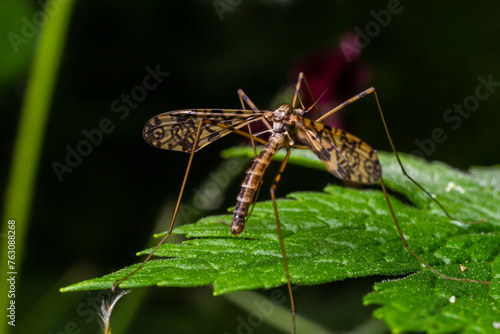 A crane fly Tipula maxima resting on a nettle leaf in early summer © Oleh Marchak