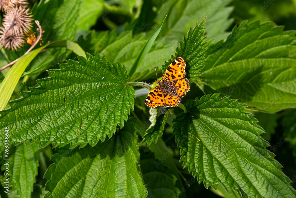 A closeup of a map butterfly Araschnia levana with open wings A closeup of a map butterfly Araschnia levana with open wings